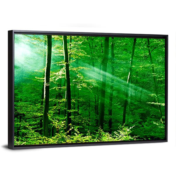 Lights Of The Forest Canvas Wall Art-3 Horizontal-Gallery Wrap-25&quot; x 16&quot;-Tiaracle
