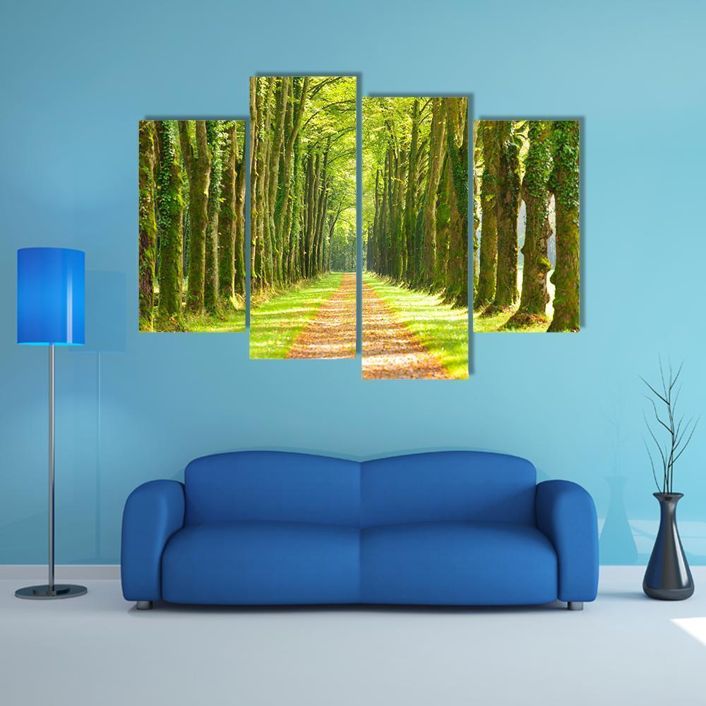 Linden Trees In Row &amp; Footpath Canvas Wall Art-4 Pop-Gallery Wrap-50" x 32"-Tiaracle