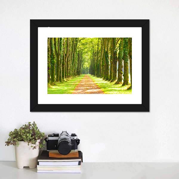 Linden Trees In Row &amp; Footpath Canvas Wall Art-1 Piece-Framed Print-20" x 16"-Tiaracle