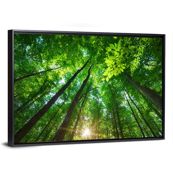 Long Trees In Forest Canvas Wall Art-3 Horizontal-Gallery Wrap-25&quot; x 16&quot;-Tiaracle