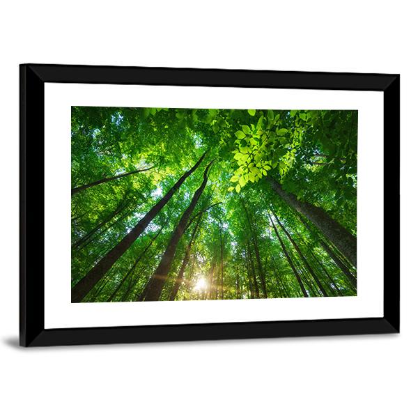 Long Trees In Forest Canvas Wall Art-3 Horizontal-Gallery Wrap-25&quot; x 16&quot;-Tiaracle