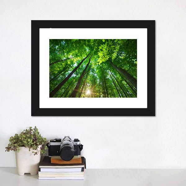 Long Trees In Forest Canvas Wall Art-1 Piece-Framed Print-20&quot; x 16&quot;-Tiaracle