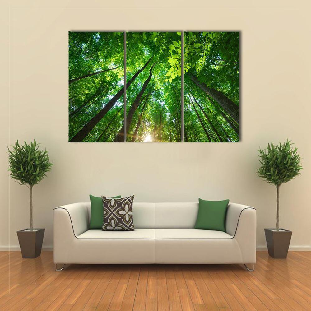 Long Trees In Forest Canvas Wall Art-3 Horizontal-Gallery Wrap-37&quot; x 24&quot;-Tiaracle