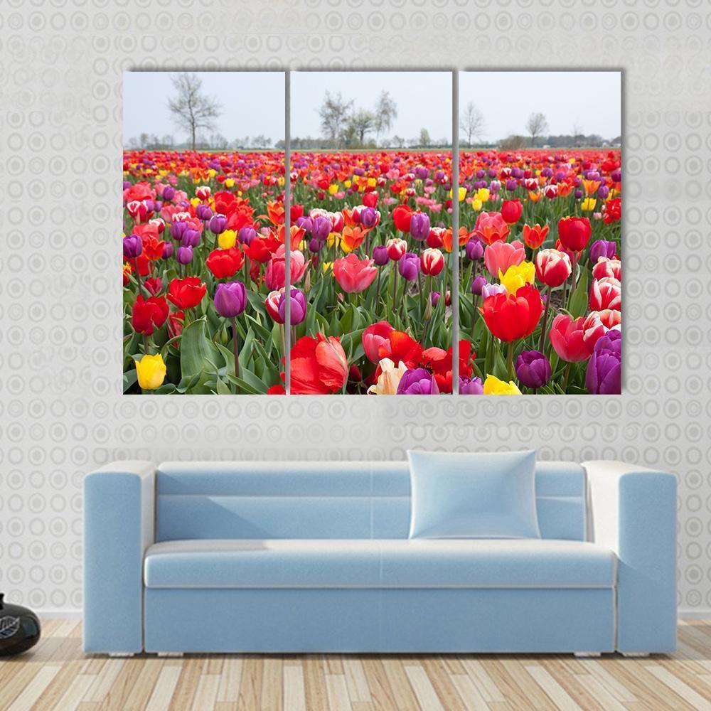 Coloured Tulips Canvas Wall Art-3 Horizontal-Gallery Wrap-37" x 24"-Tiaracle