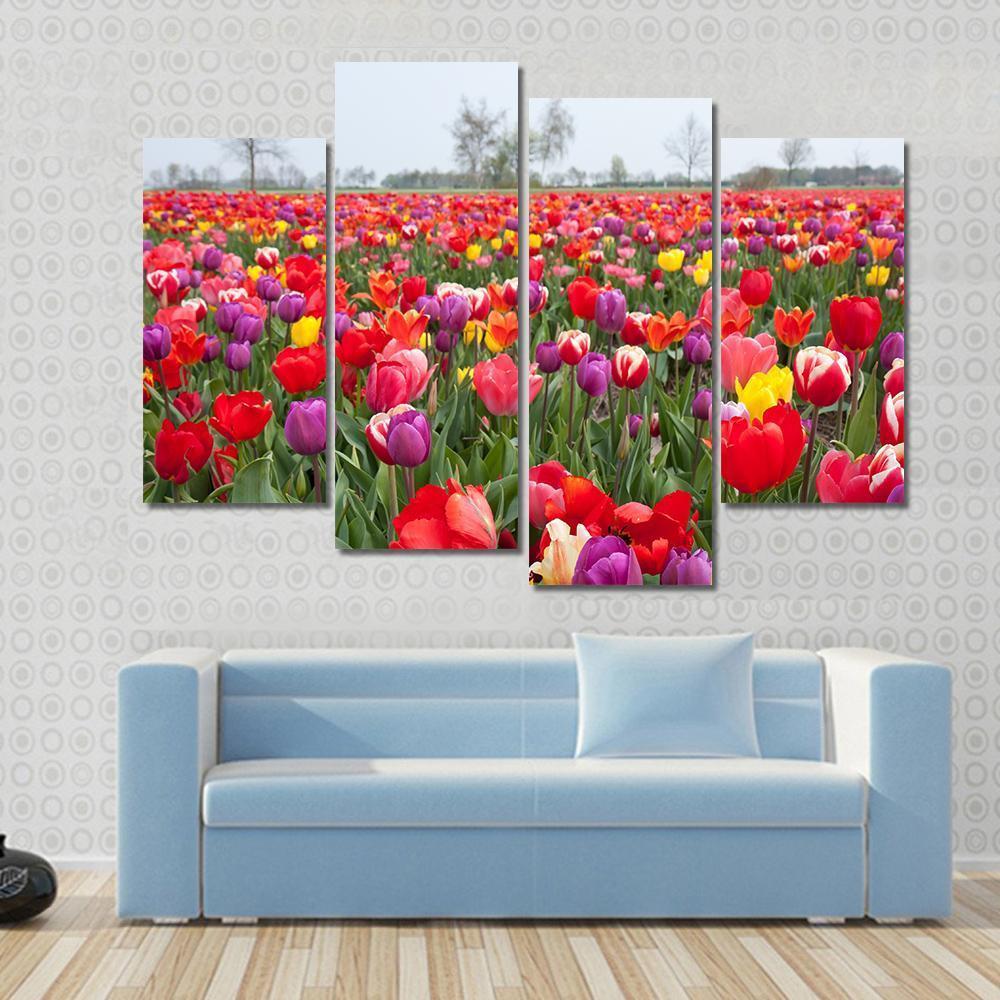 Coloured Tulips Canvas Wall Art-4 Pop-Gallery Wrap-50" x 32"-Tiaracle