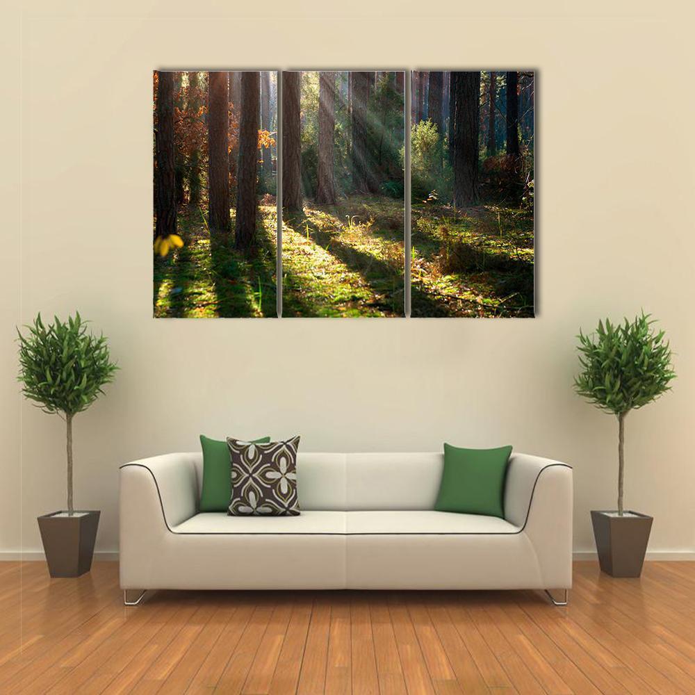 Old Autumn Forest Canvas Wall Art-3 Horizontal-Gallery Wrap-37&quot; x 24&quot;-Tiaracle