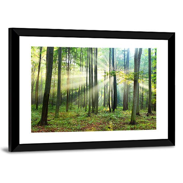 Morning In Forest Canvas Wall Art-3 Horizontal-Gallery Wrap-25" x 16"-Tiaracle