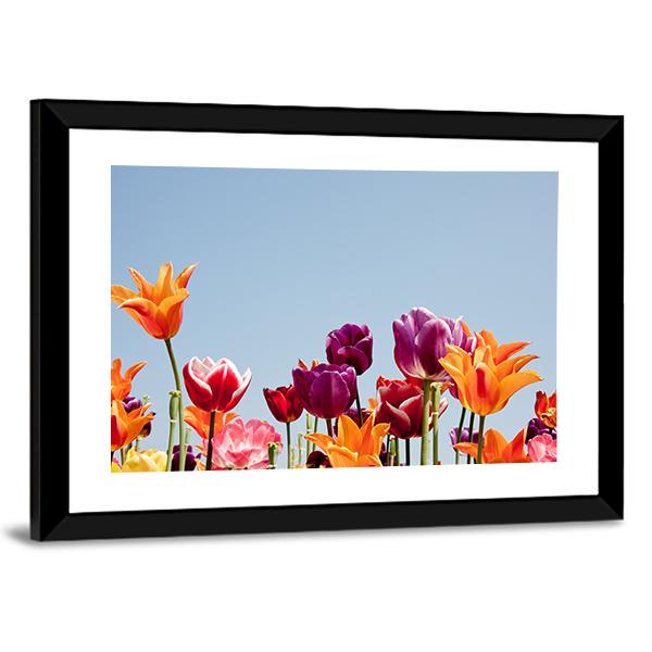 Multicolor Tulips Canvas Wall Art-3 Horizontal-Gallery Wrap-25" x 16"-Tiaracle