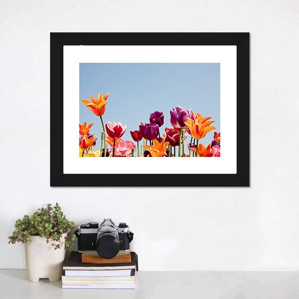 Multicolor Tulips Canvas Wall Art-1 Piece-Framed Print-20" x 16"-Tiaracle