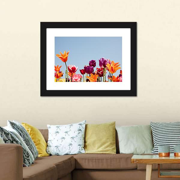 Multicolor Tulips Canvas Wall Art-3 Horizontal-Gallery Wrap-25" x 16"-Tiaracle