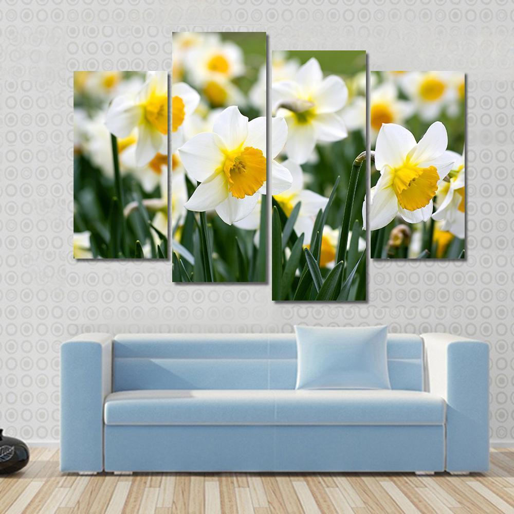 Narcissus Flowers Canvas Wall Art-4 Pop-Gallery Wrap-50" x 32"-Tiaracle