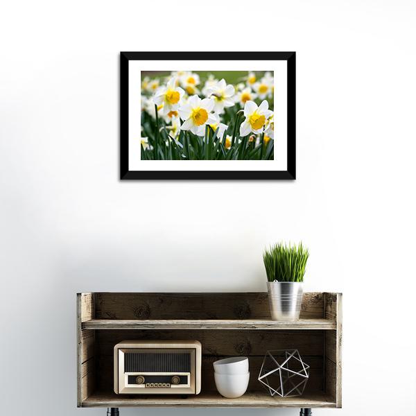 Narcissus Flowers Canvas Wall Art-3 Horizontal-Gallery Wrap-25" x 16"-Tiaracle