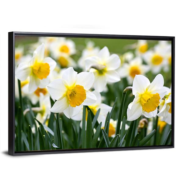 Narcissus Flowers Canvas Wall Art-3 Horizontal-Gallery Wrap-25" x 16"-Tiaracle