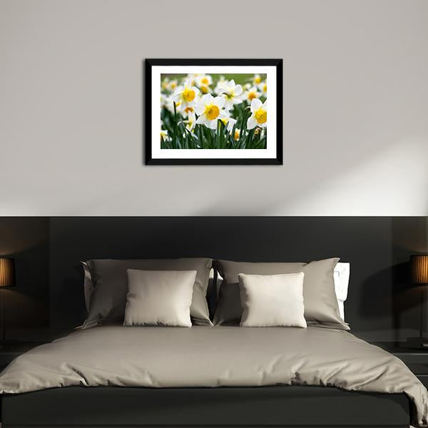 Narcissus Flowers Canvas Wall Art-3 Horizontal-Gallery Wrap-25" x 16"-Tiaracle