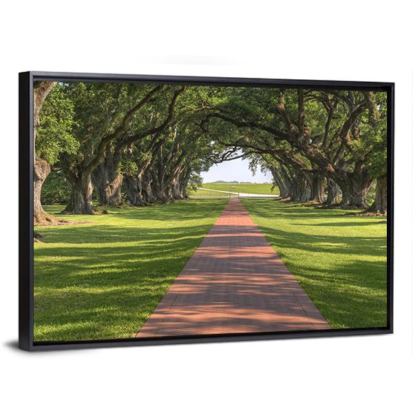 Oak Tree Lined Walkway Canvas Wall Art-3 Horizontal-Gallery Wrap-25" x 16"-Tiaracle