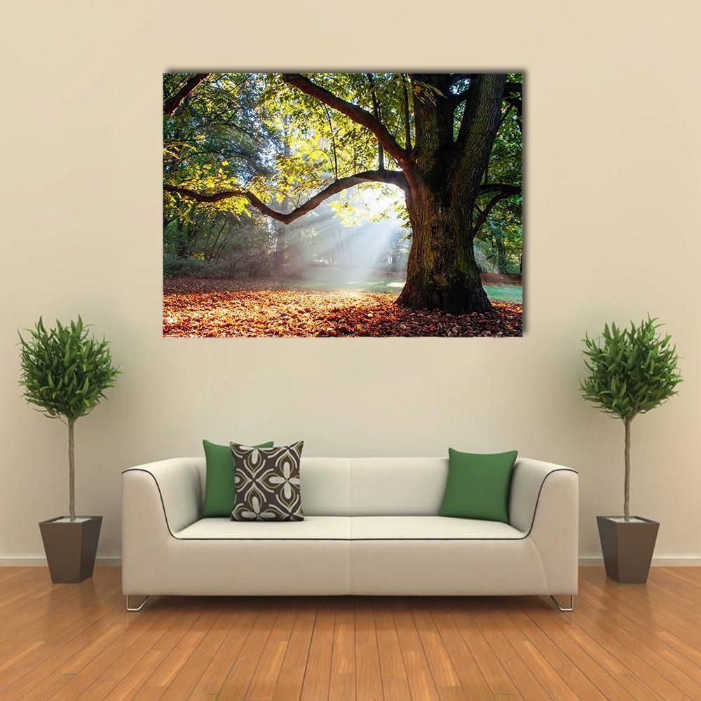 Serene Oak Tree in Autumn Light Canvas Wall Art in brown, orange and green, single panel hung on a wall