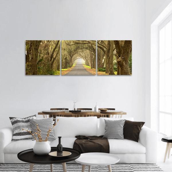 Oak-lined Road with Spanish Moss Panoramic Canvas Wall Art in gray, brown and green, hung on a wall