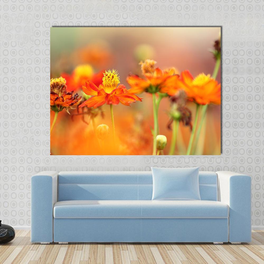 Orange Cosmos Flower Canvas Wall Art-1 Piece-Gallery Wrap-48" x 32"-Tiaracle