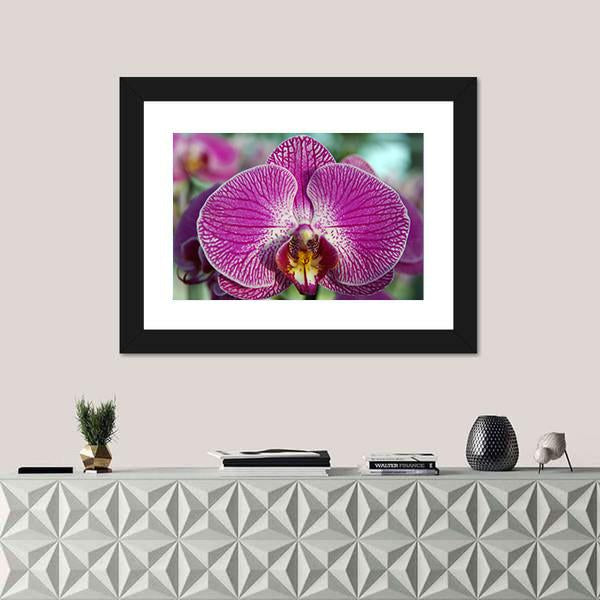 Orchid Flower Canvas Wall Art-1 Piece-Framed Print-20" x 16"-Tiaracle