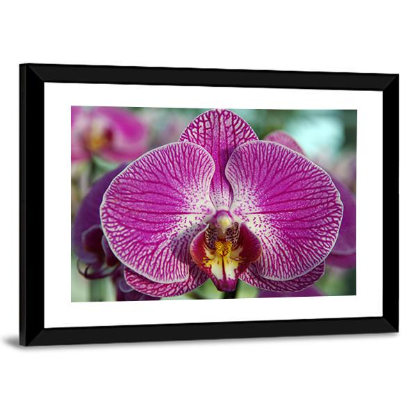 Purple Orchid Close-up Canvas Wall Art - Tiaracle