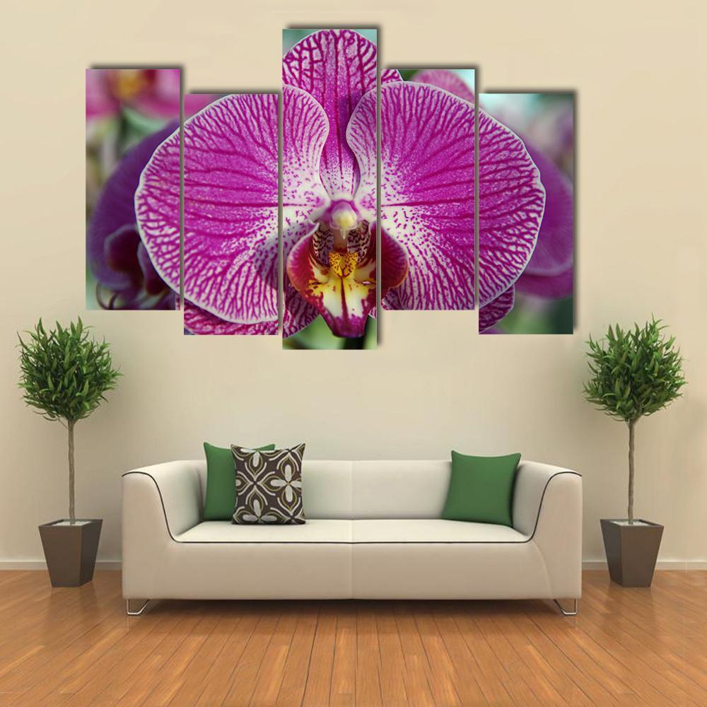 Orchid Flower Canvas Wall Art-5 Pop-Gallery Wrap-47" x 32"-Tiaracle