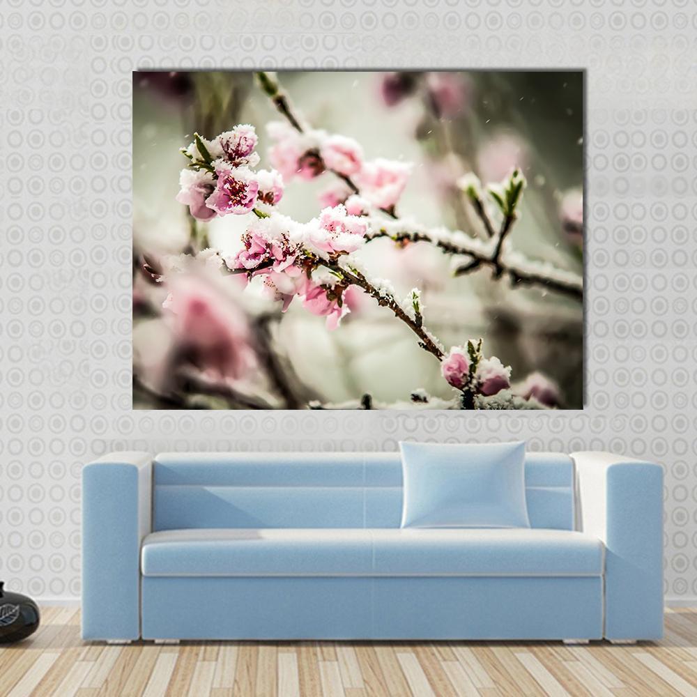 Peach Blossom Covered In Snow Canvas Wall Art-4 Pop-Gallery Wrap-50" x 32"-Tiaracle