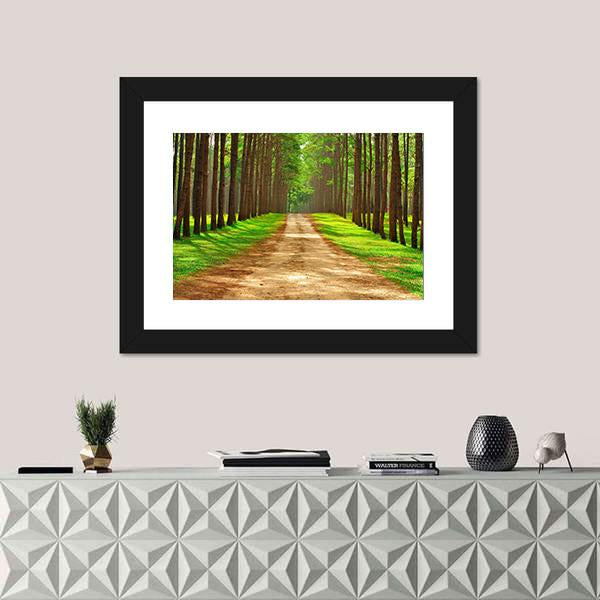 Pine Forest In Thailand Canvas Wall Art-1 Piece-Framed Print-20&quot; x 16&quot;-Tiaracle
