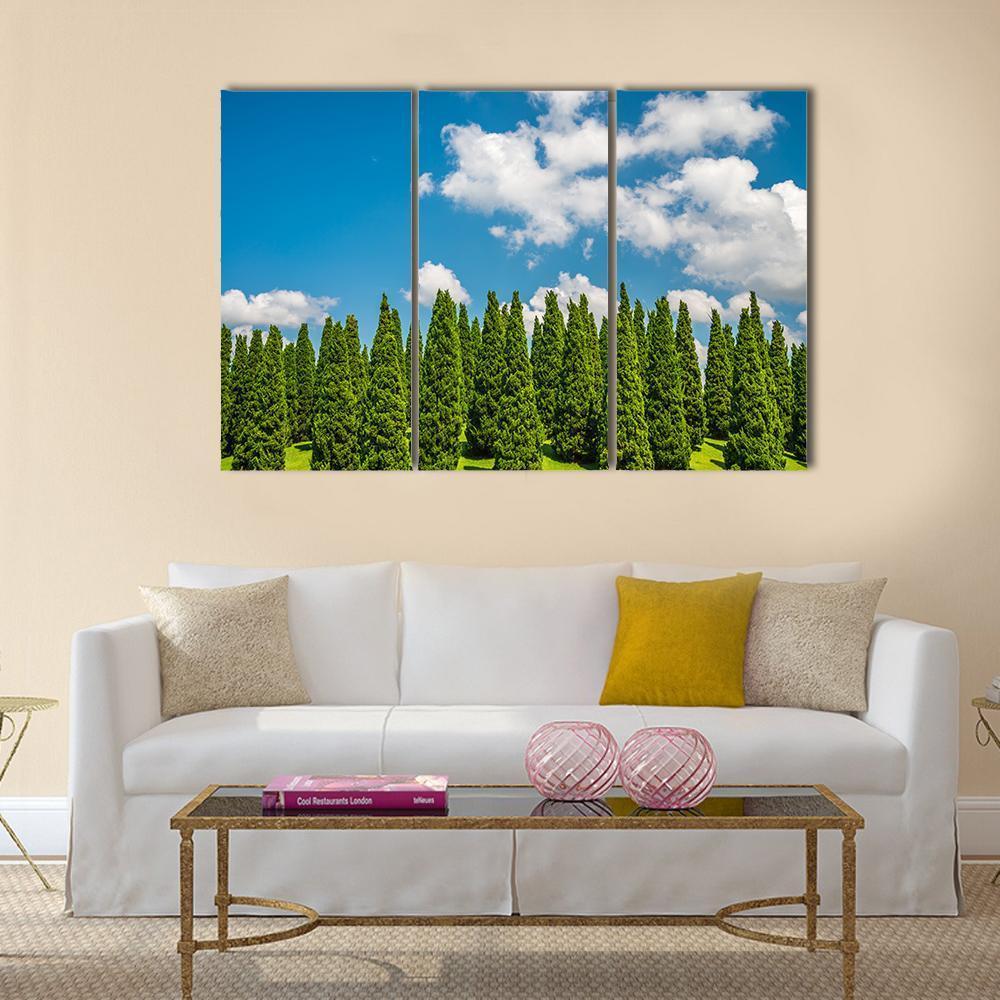 Pine Tree In Big Park Chiang Mai Canvas Wall Art-3 Horizontal-Gallery Wrap-37" x 24"-Tiaracle