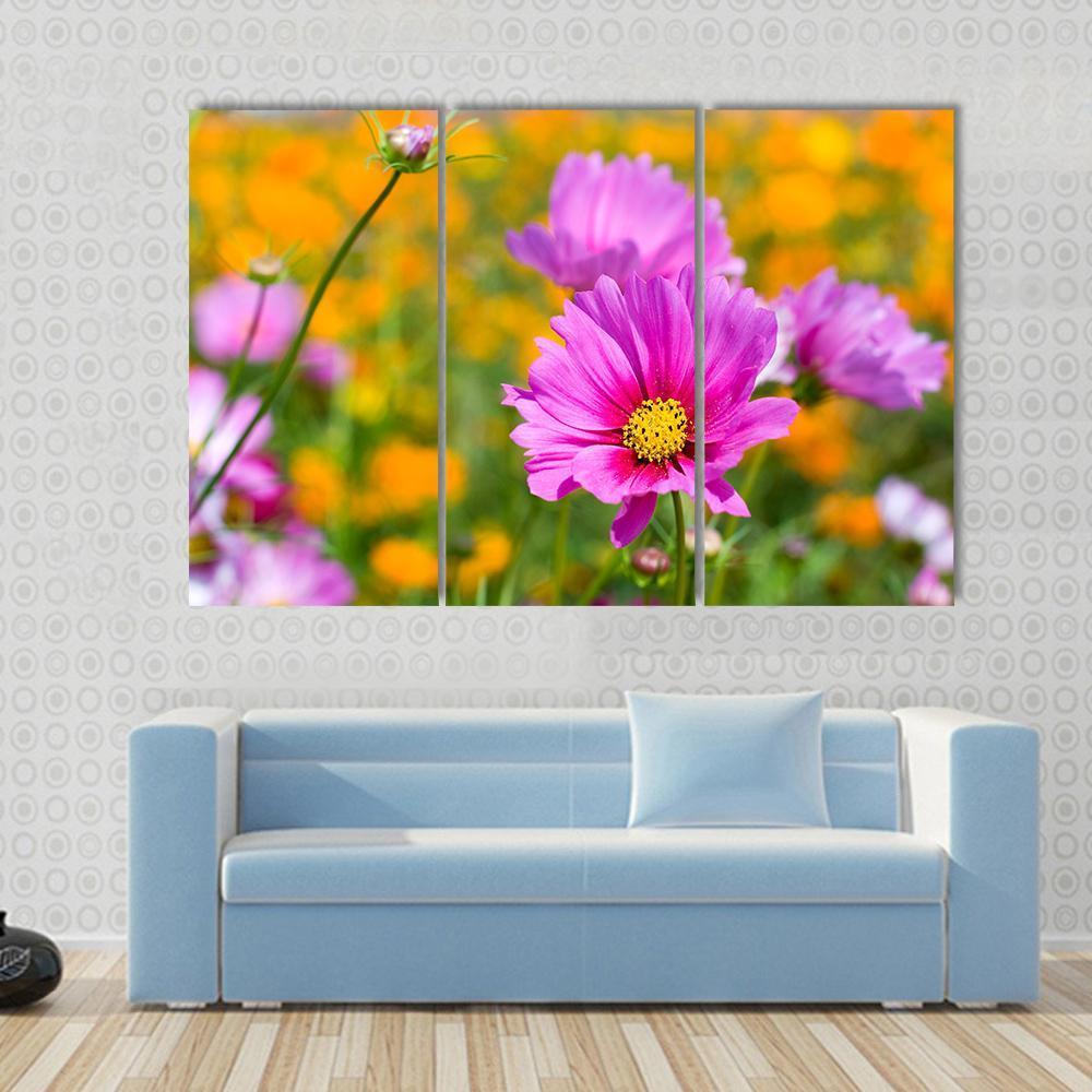 Pink Cosmos In The Flower Fields Canvas Wall Art-3 Horizontal-Gallery Wrap-37" x 24"-Tiaracle