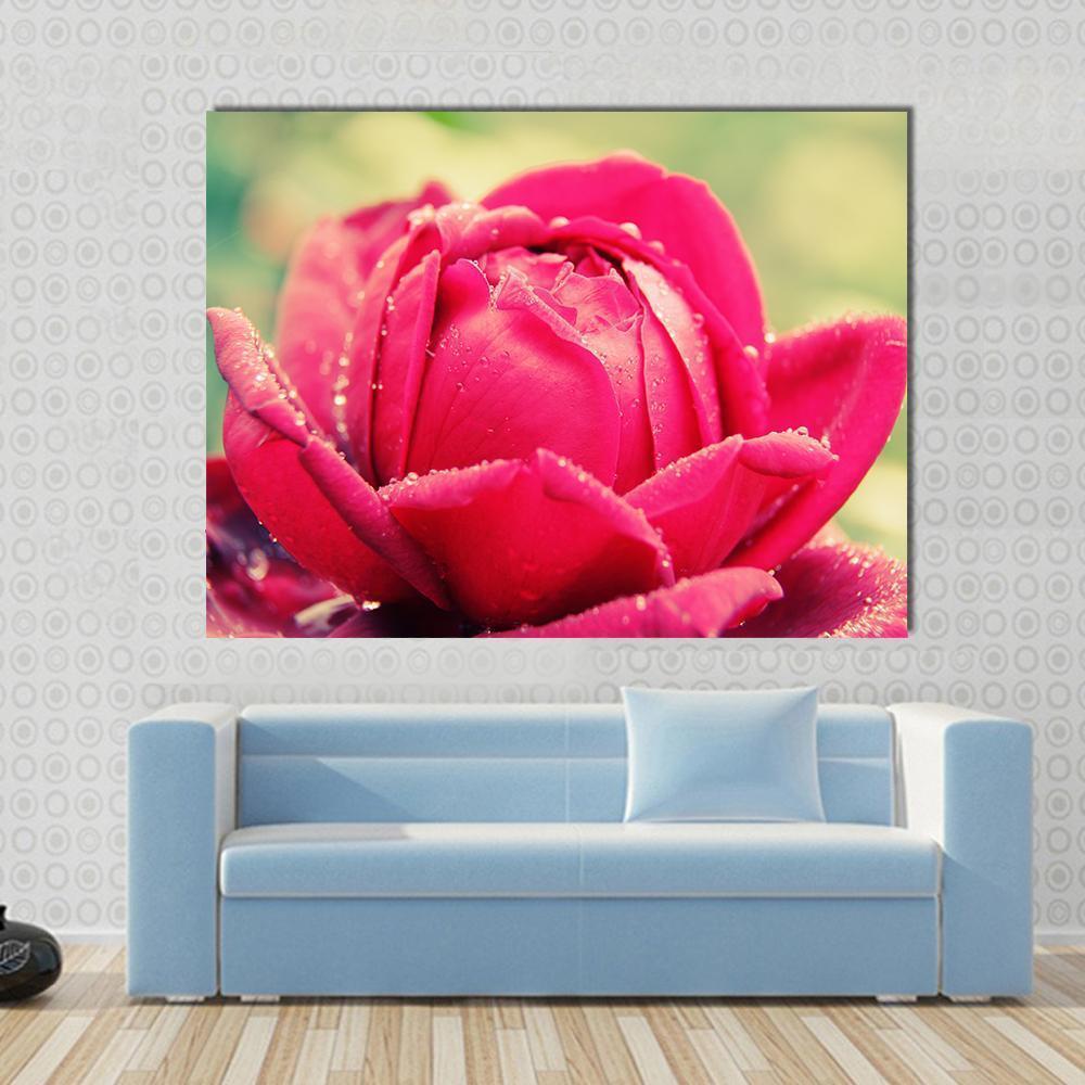 Pink Rose Macro Close-up Canvas Wall Art in red, green and pink, single panel hung on a wall