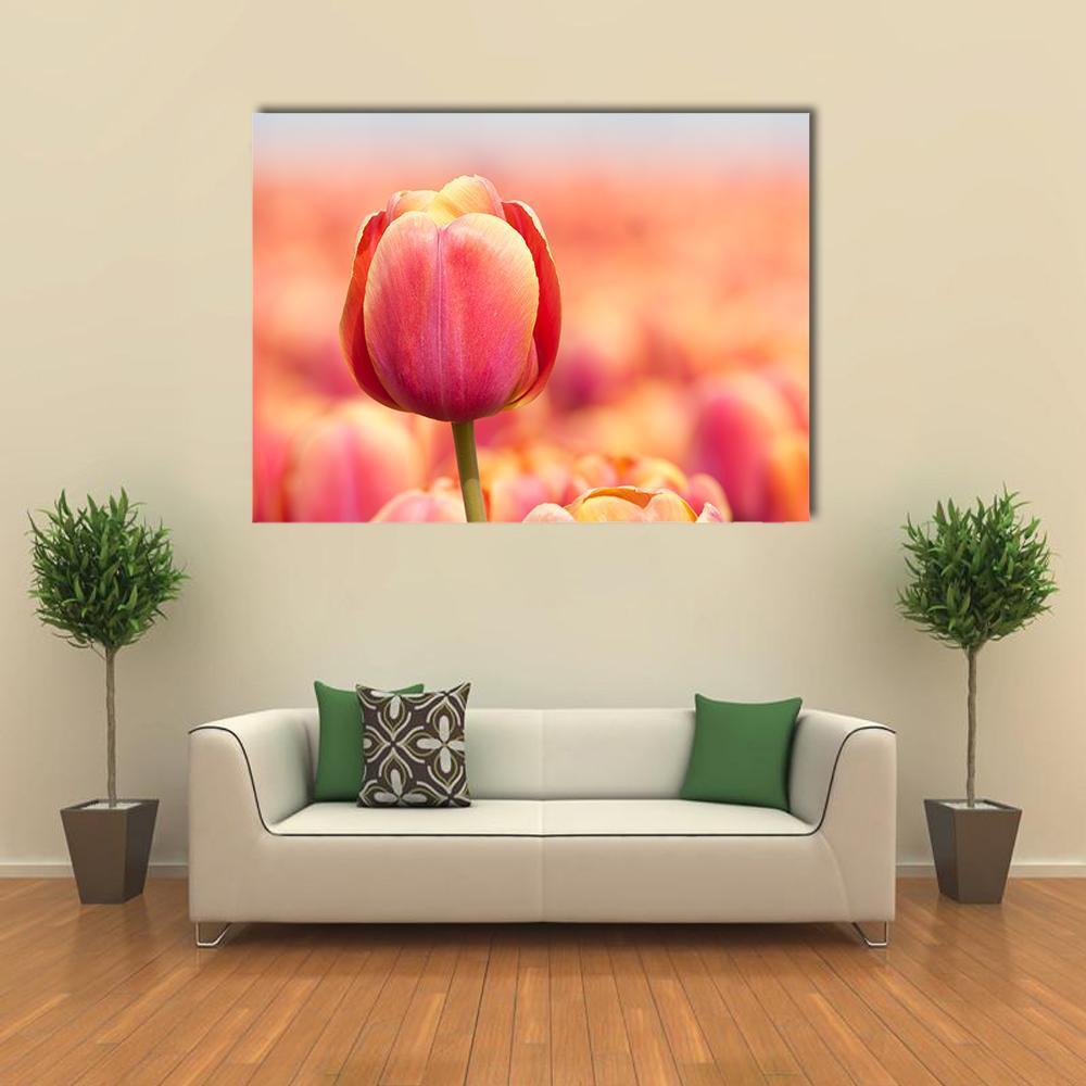 Pink Tulip Canvas Wall Art-1 Piece-Gallery Wrap-48" x 32"-Tiaracle