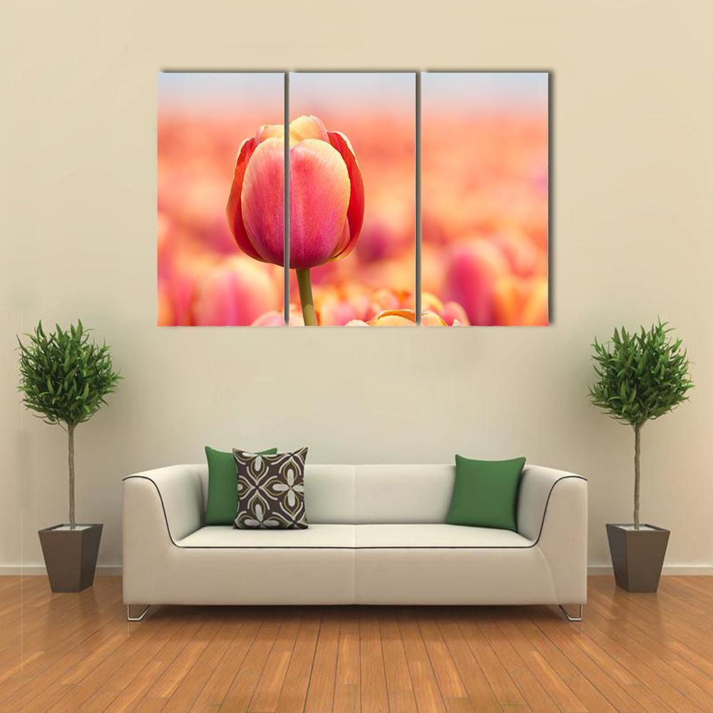 Pink Tulip Canvas Wall Art-3 Horizontal-Gallery Wrap-37" x 24"-Tiaracle