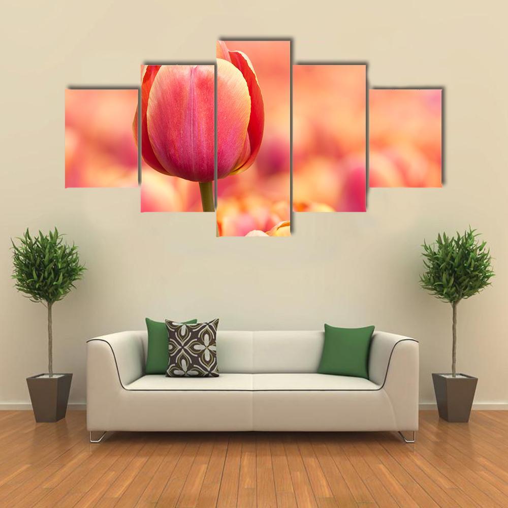 Pink Tulip Canvas Wall Art-5 Star-Gallery Wrap-62" x 32"-Tiaracle