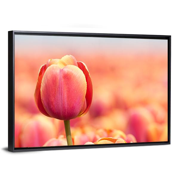 Pink Tulip Canvas Wall Art-3 Horizontal-Gallery Wrap-25" x 16"-Tiaracle