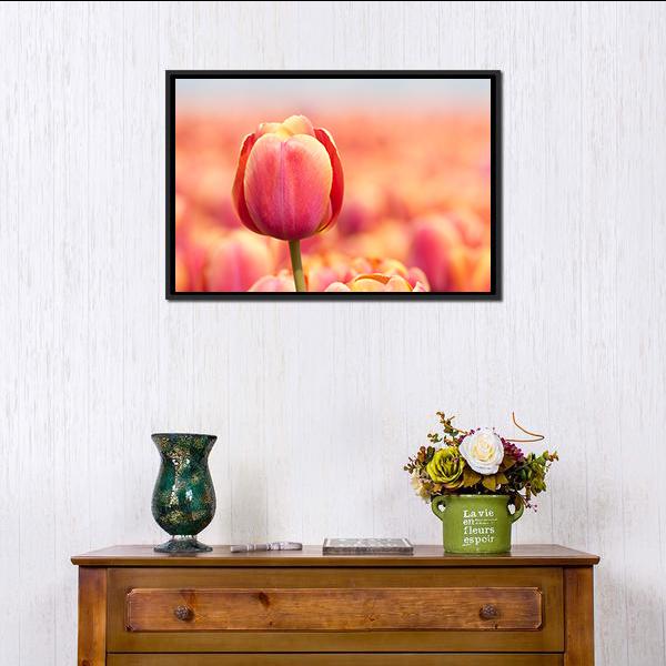 Pink Tulip Canvas Wall Art-3 Horizontal-Gallery Wrap-25" x 16"-Tiaracle