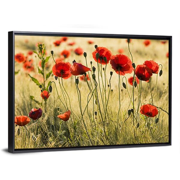 Poppy Flower Field Canvas Wall Art-3 Horizontal-Gallery Wrap-25" x 16"-Tiaracle