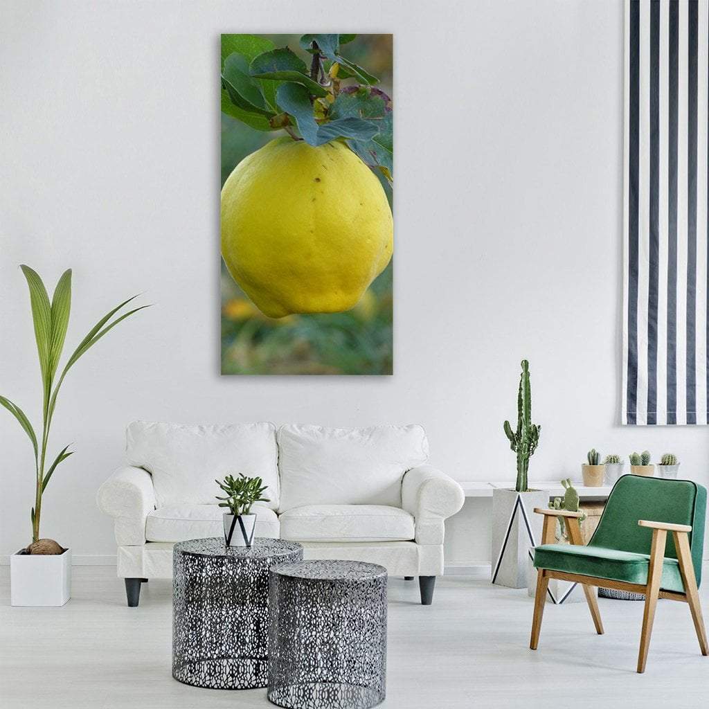 Quince Fruit Vertical Canvas Wall Art-3 Vertical-Gallery Wrap-12" x 25"-Tiaracle