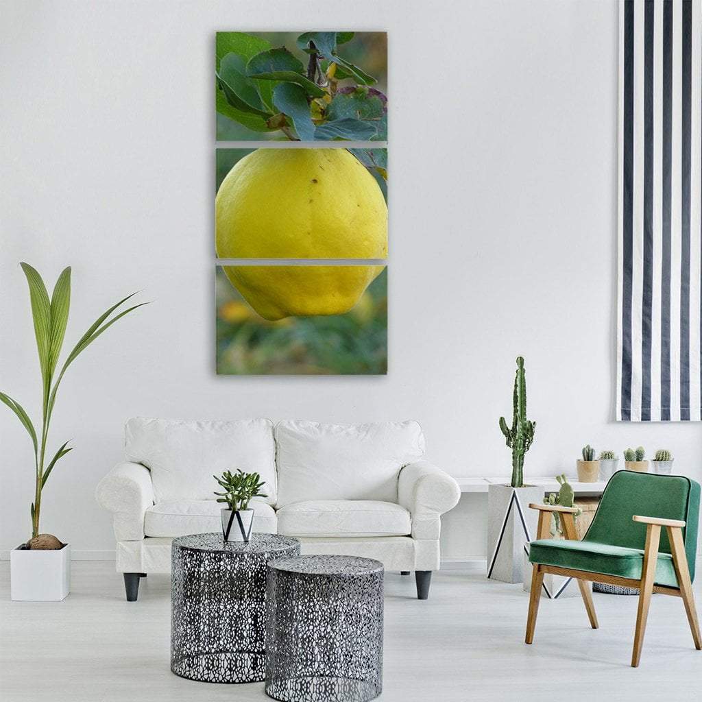 Quince Fruit Vertical Canvas Wall Art-3 Vertical-Gallery Wrap-12" x 25"-Tiaracle