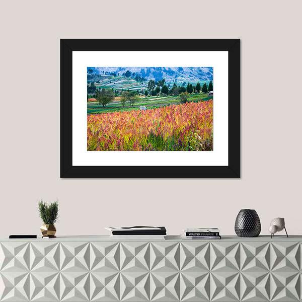 Quinoa Cultivated Fields Canvas Wall Art-1 Piece-Framed Print-20" x 16"-Tiaracle