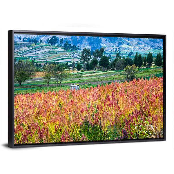 Quinoa Cultivated Fields Canvas Wall Art-3 Horizontal-Gallery Wrap-25" x 16"-Tiaracle