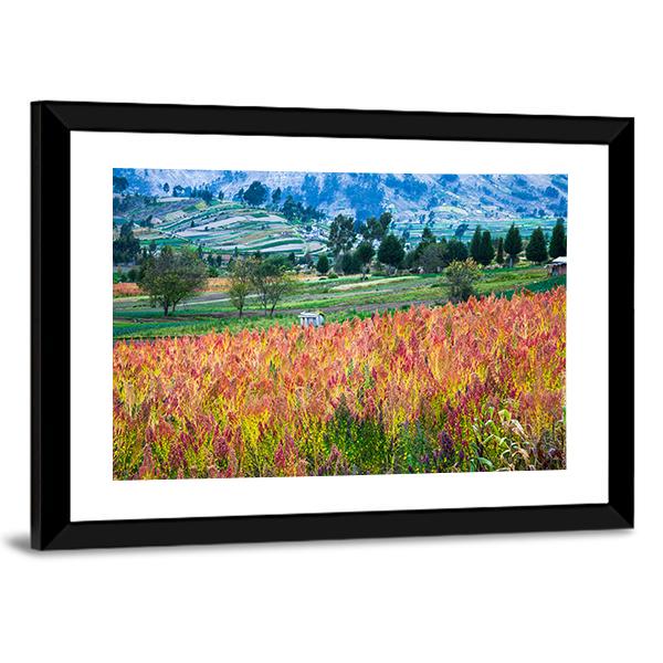 Quinoa Cultivated Fields Canvas Wall Art-3 Horizontal-Gallery Wrap-25" x 16"-Tiaracle