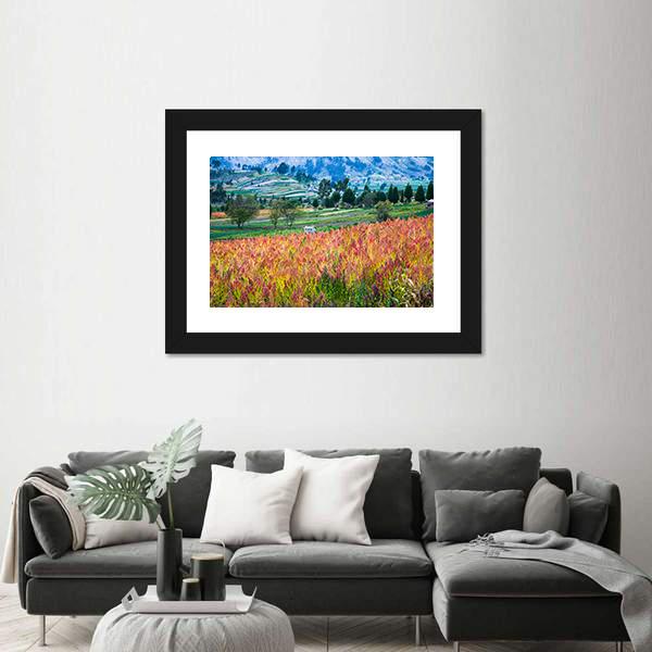 Quinoa Cultivated Fields Canvas Wall Art-3 Horizontal-Gallery Wrap-25" x 16"-Tiaracle