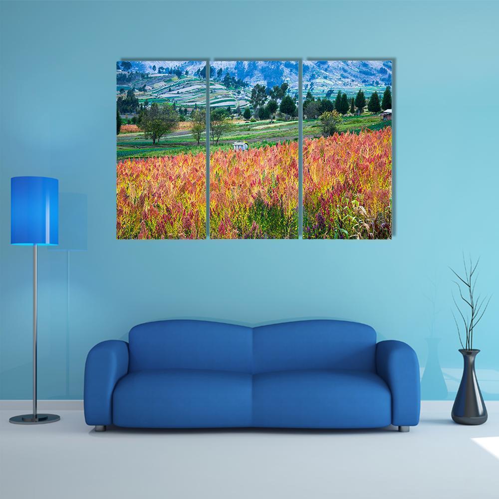 Quinoa Cultivated Fields Canvas Wall Art-3 Horizontal-Gallery Wrap-37" x 24"-Tiaracle