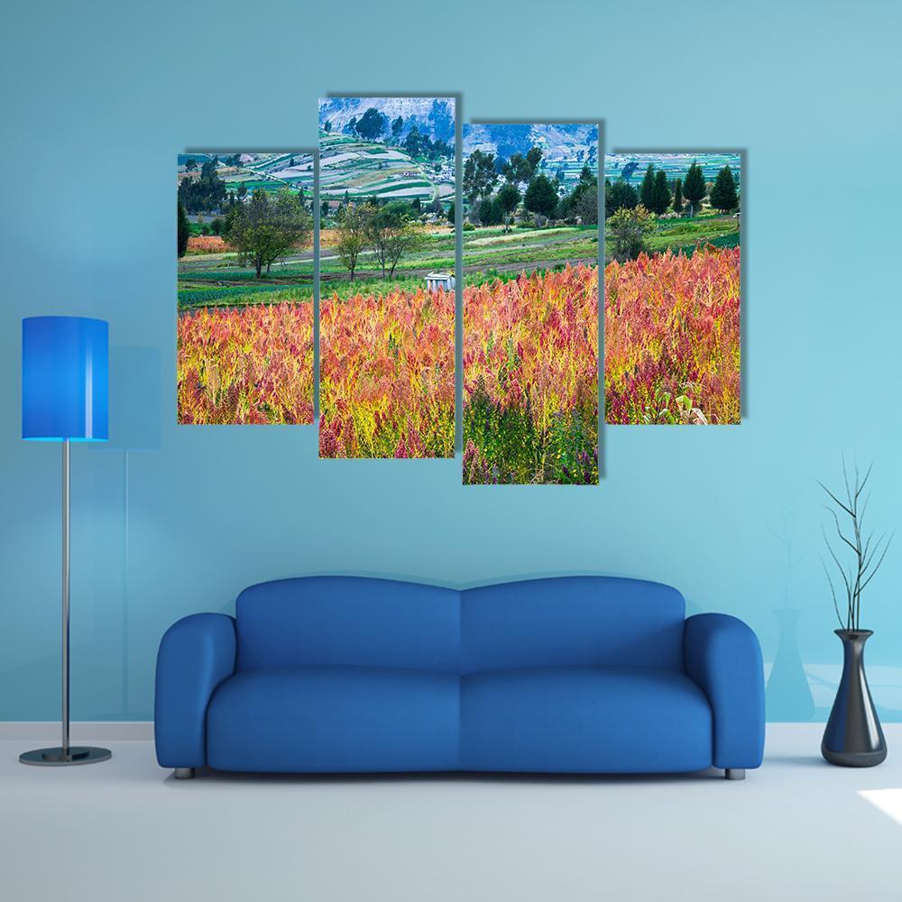 Quinoa Cultivated Fields Canvas Wall Art-4 Pop-Gallery Wrap-50" x 32"-Tiaracle