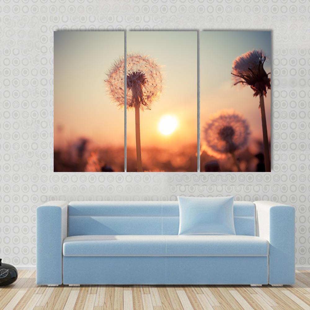 Real Field And Dandelion At Summer Sunset Canvas Wall Art-3 Horizontal-Gallery Wrap-37" x 24"-Tiaracle