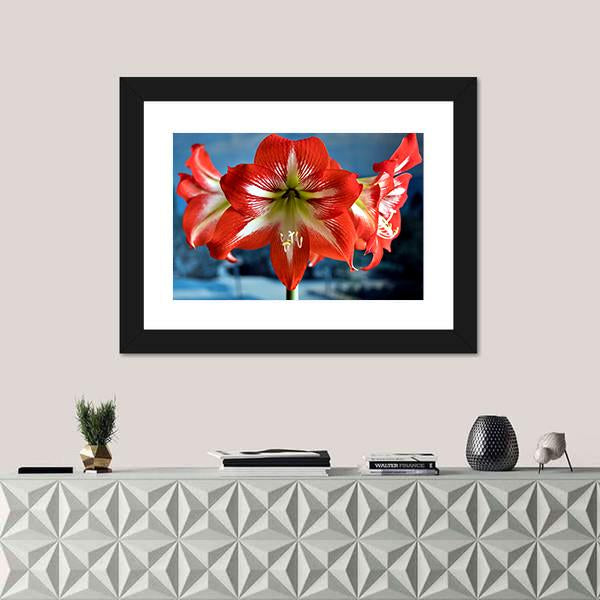 Red Amarillis Flower Canvas Wall Art-1 Piece-Framed Print-20" x 16"-Tiaracle