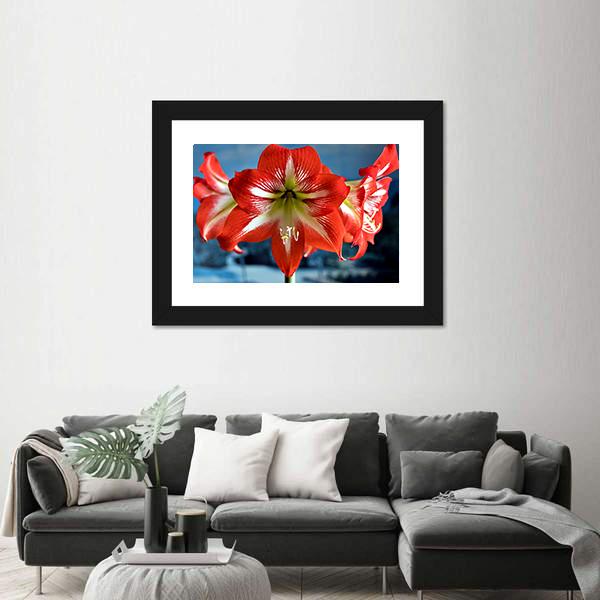 Red Amarillis Flower Canvas Wall Art-3 Horizontal-Gallery Wrap-25" x 16"-Tiaracle