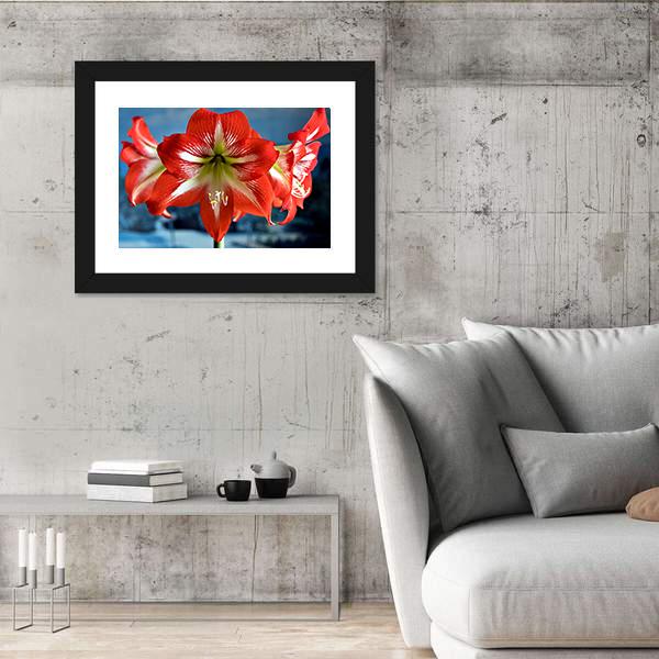 Red Amarillis Flower Canvas Wall Art-3 Horizontal-Gallery Wrap-25" x 16"-Tiaracle