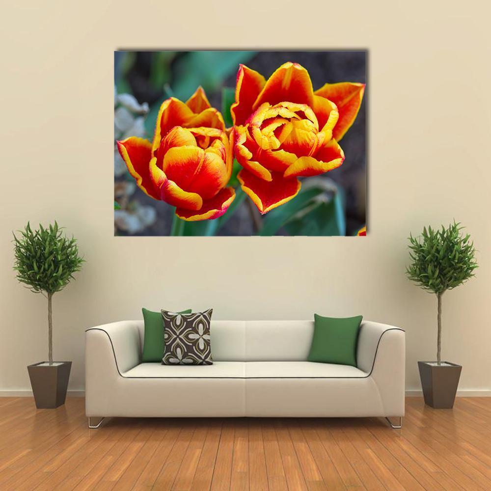 Red Tulips Close-up Canvas Wall Art in red, yellow and green, single panel hung on a wall