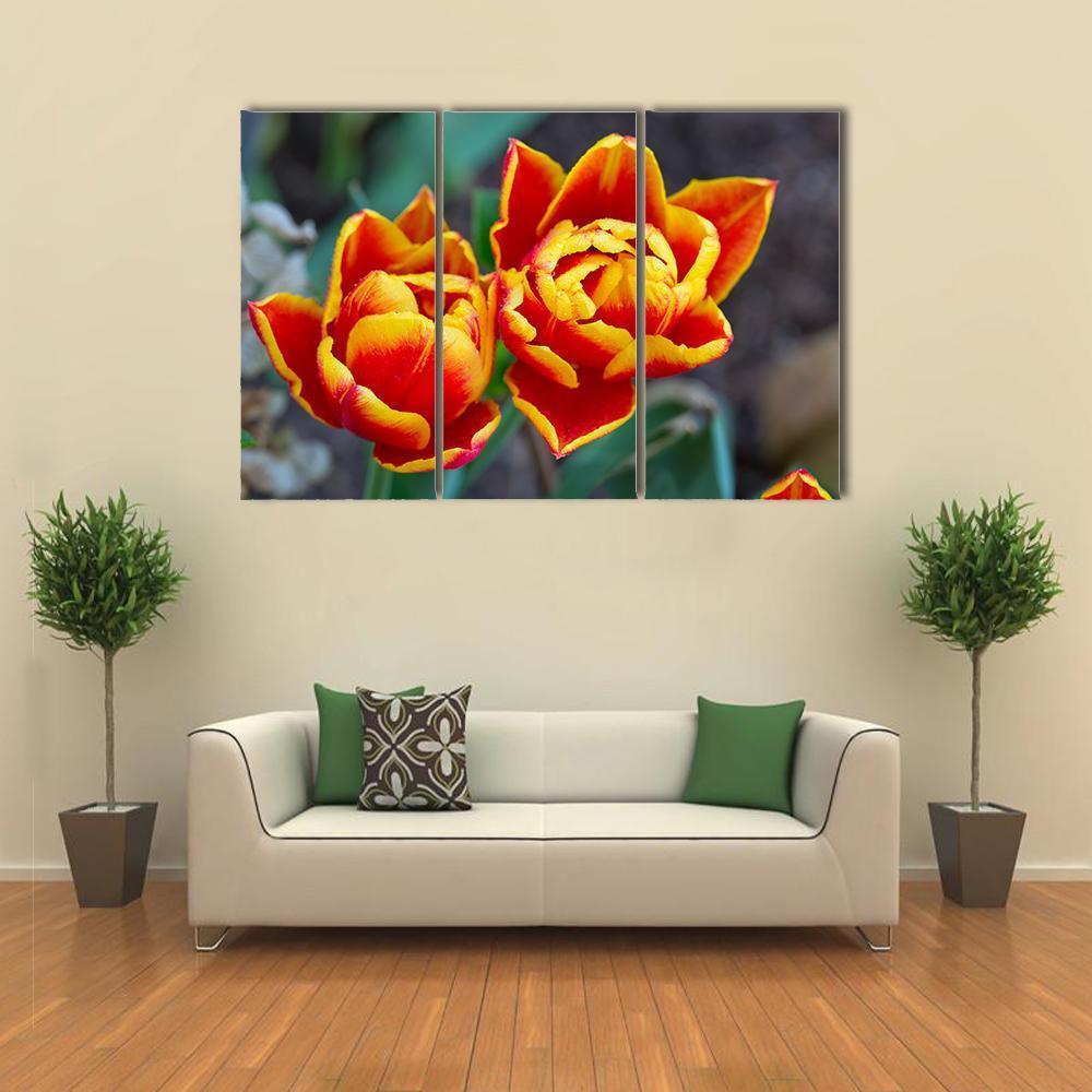 Red Tulips Close-Up Canvas Wall Art-3 Horizontal-Gallery Wrap-37" x 24"-Tiaracle